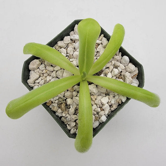 Pinguicula moranensis var. alba x moctezumae butterwort with lime-green leaves in gravel pot on Tampa Home & Garden Store