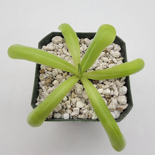 Pinguicula moranensis var. alba x moctezumae butterwort with bright green leaves in a rocky pot on Tampa Home & Garden Store