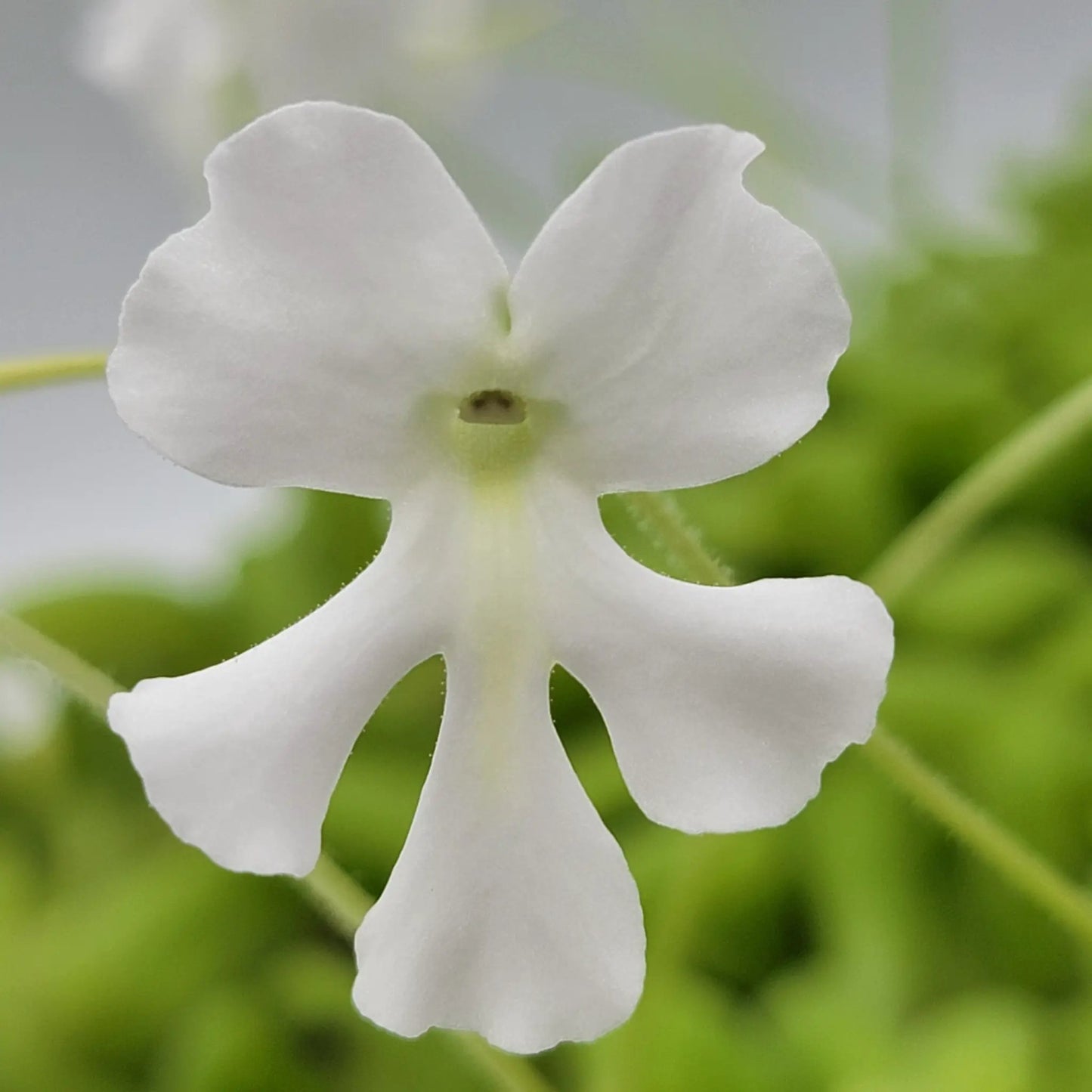Pinguicula Moranensis Alba and Moctezumae Hybrid