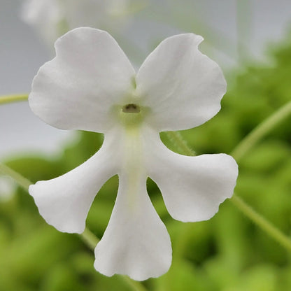 Pinguicula Moranensis Alba and Moctezumae Hybrid