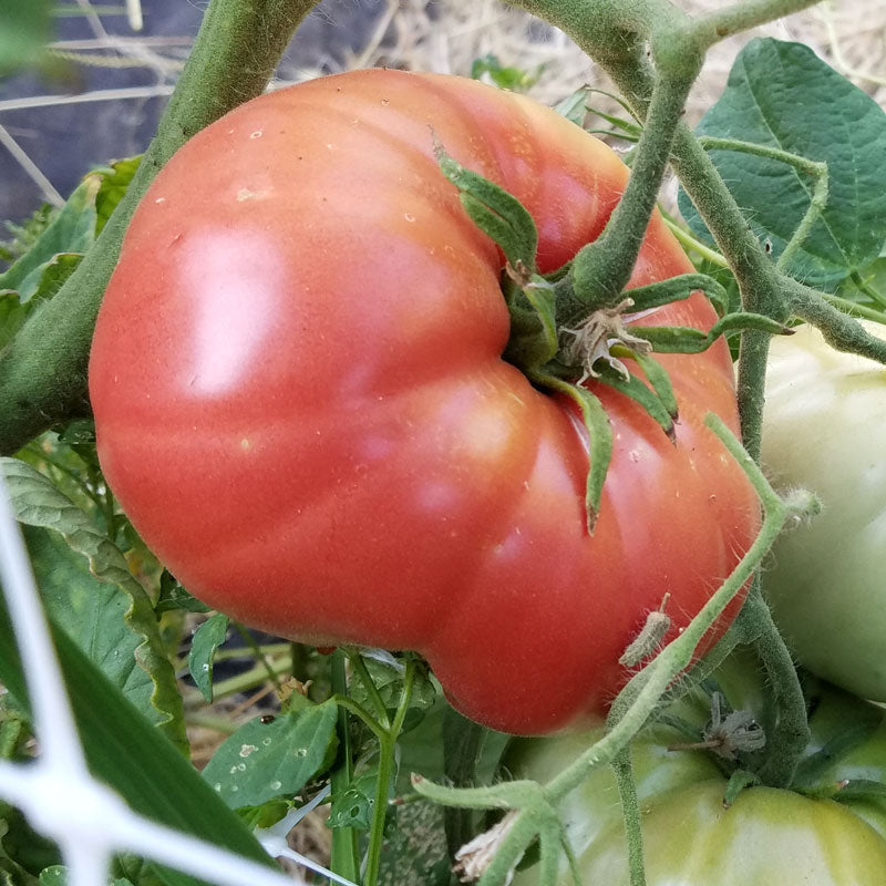 Semillas de tomate Mortgage Lifter (orgánicas)