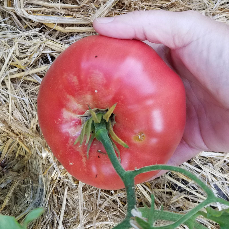 Semillas de tomate Mortgage Lifter (orgánicas)