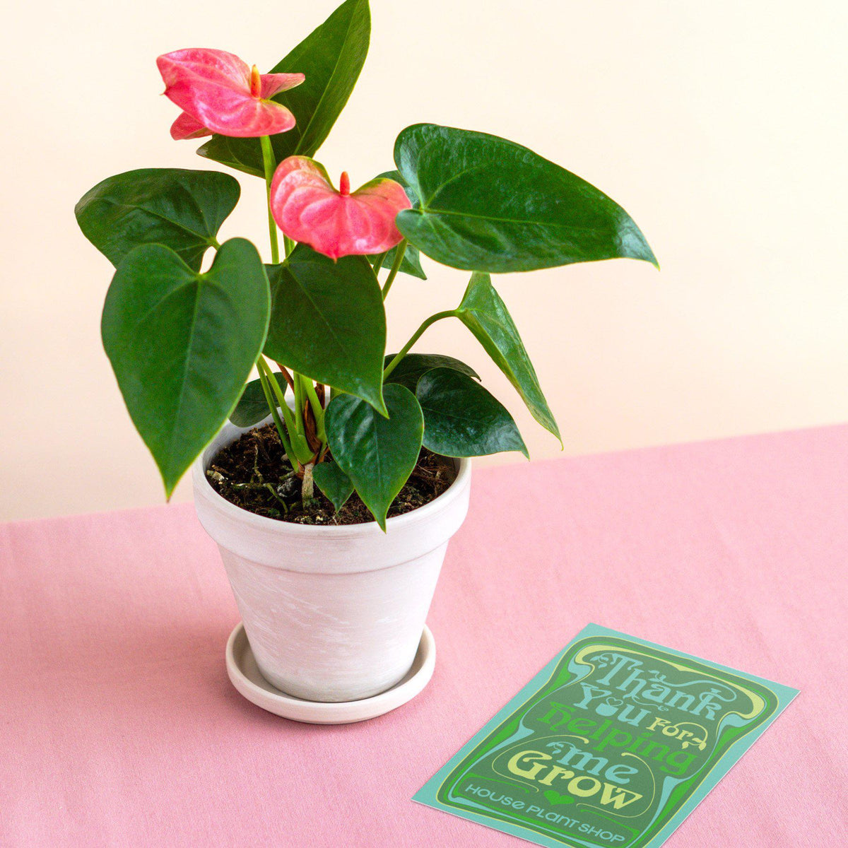 Anthurium Pink plant in a white terracotta 4-inch pot from House Plant Shop on Tampa Home & Garden Store