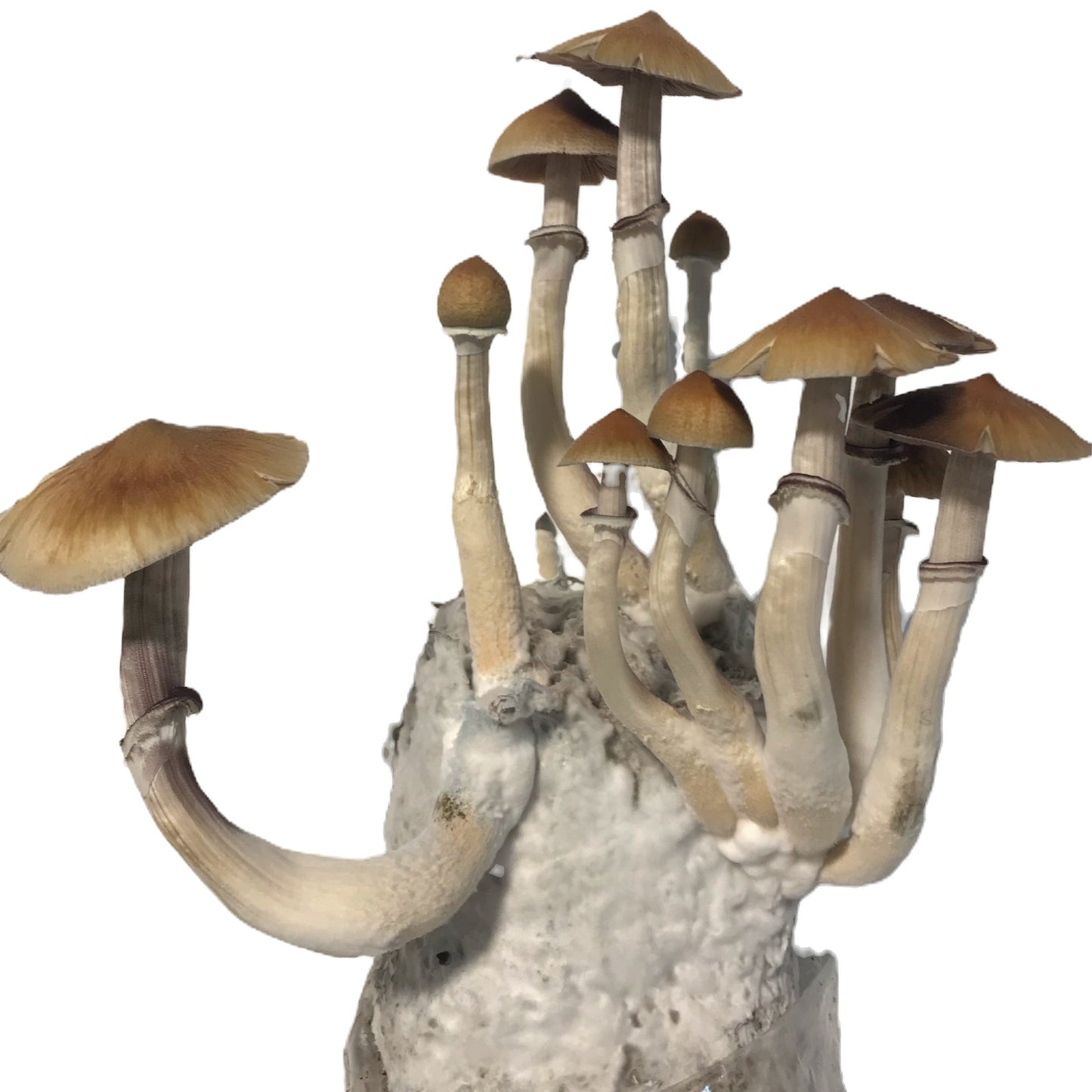 Mushroom Grow Kit - 4 Pack - All In One Mushroom Grow Bags