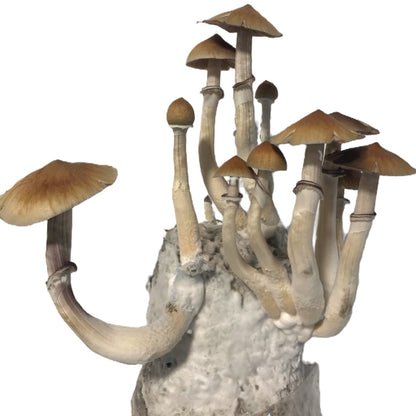 Mushroom Grow Kit - 4 Pack - All In One Mushroom Grow Bags