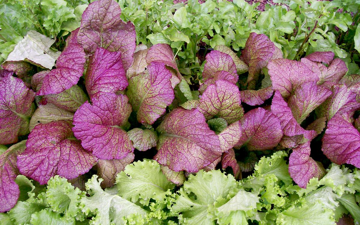 Red Giant Mustard greens with deep purple leaves and green veins among green lettuce on Tampa Home & Garden Store
