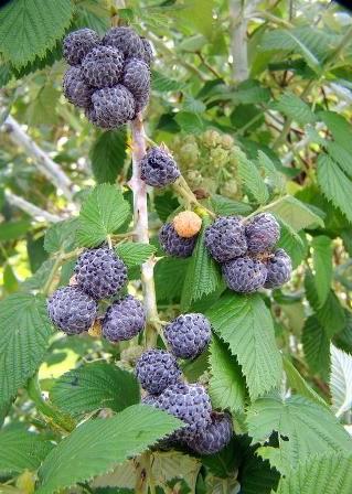 Raspberry Plant 'Mysore' (Rubus niveus)