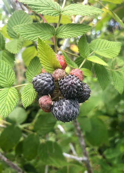 Raspberry Plant 'Mysore' (Rubus niveus)