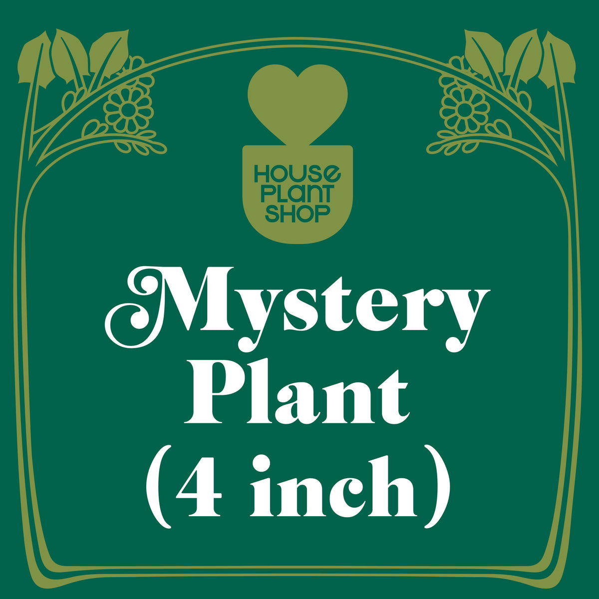 Mystery Flowering Plant cover on green background with arch and heart vase House Plant Shop on Tampa Home & Garden Store