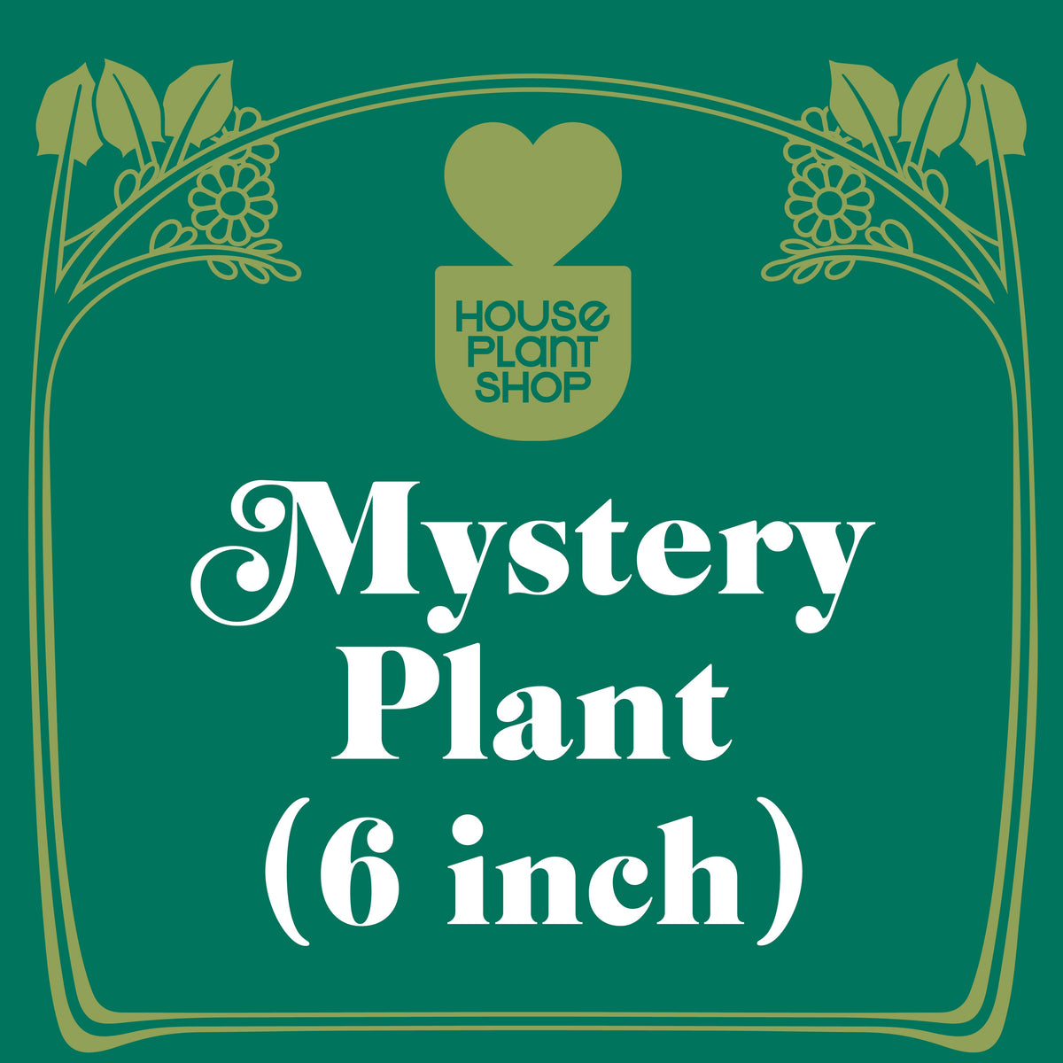Mystery pet-friendly house plant from House Plant Shop in a 6-inch pot on Tampa Home & Garden Store