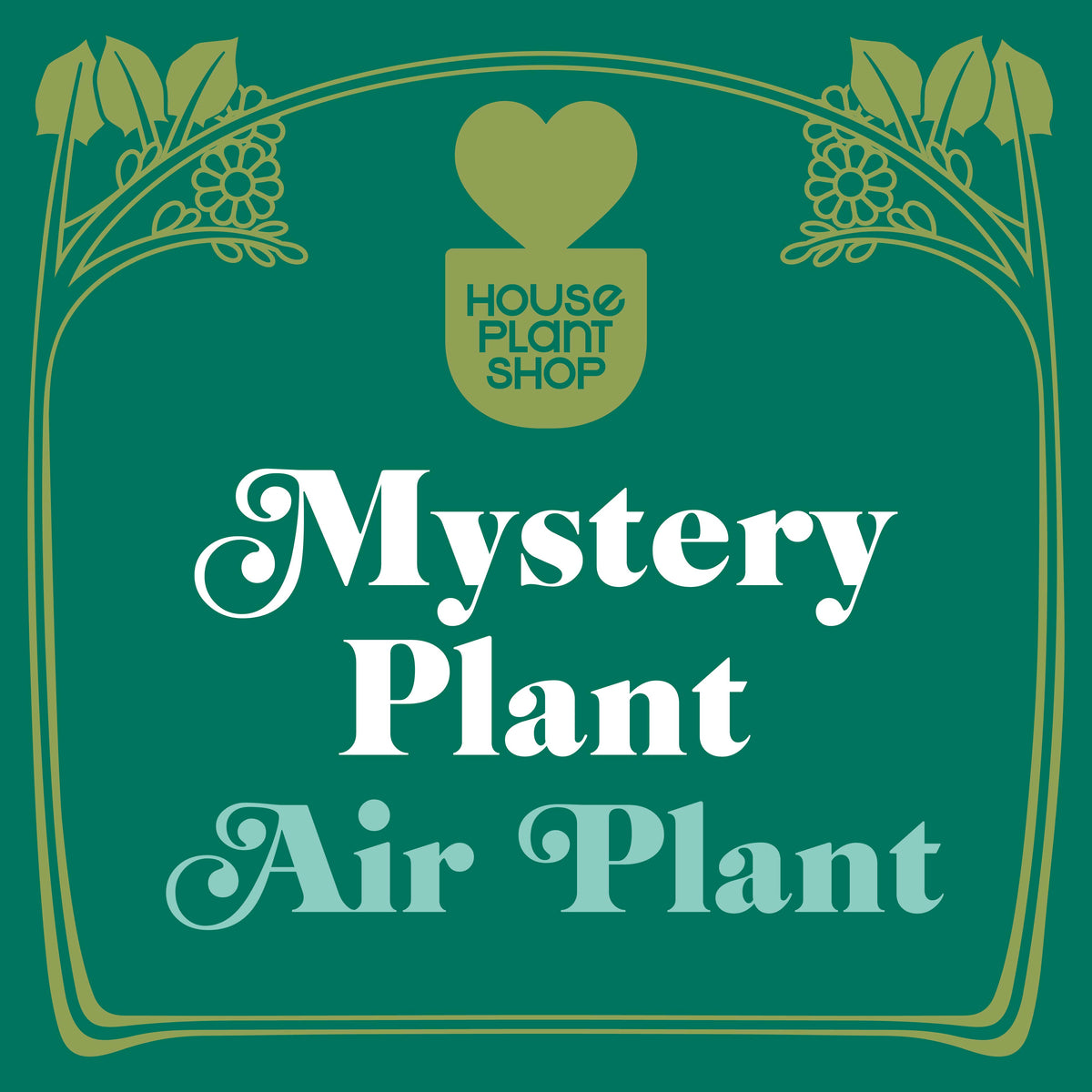 Mystery Air Plant by House Plant Shop on green background with gold heart logo and vines on Tampa Home & Garden Store