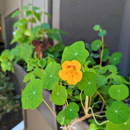 Semillas de Capuchina
