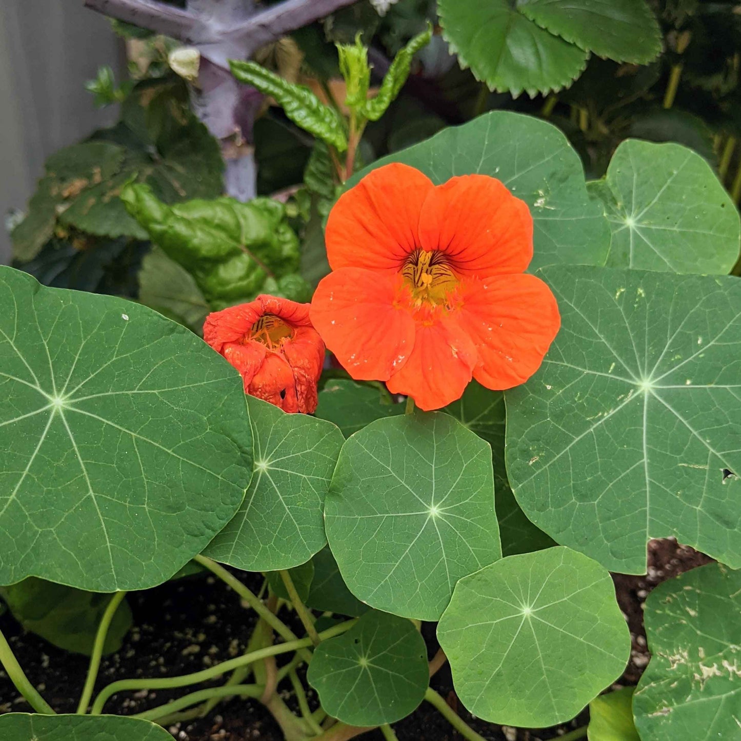 Semillas de Capuchina