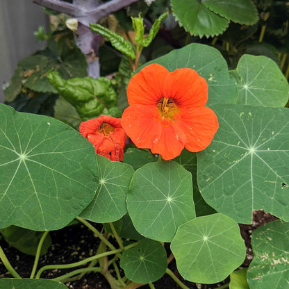 Semillas de Capuchina