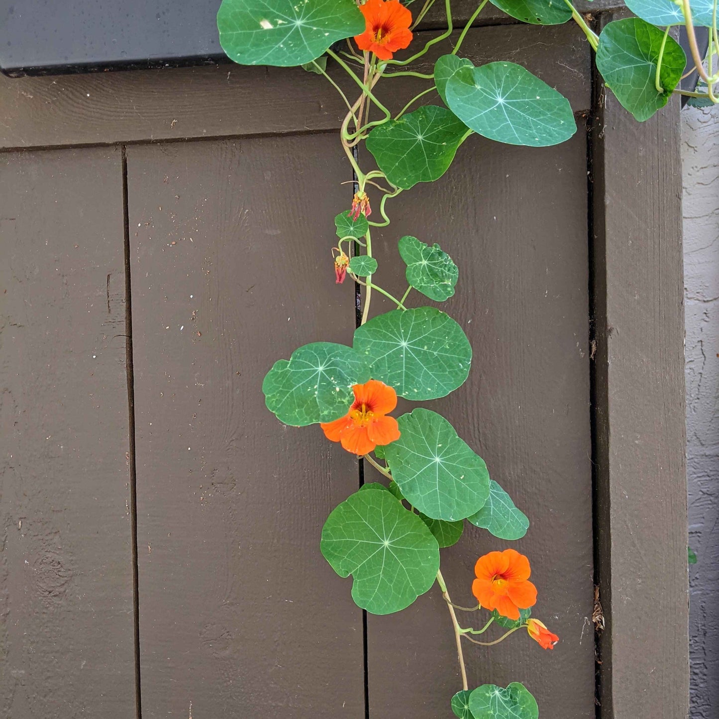 Semillas de Capuchina