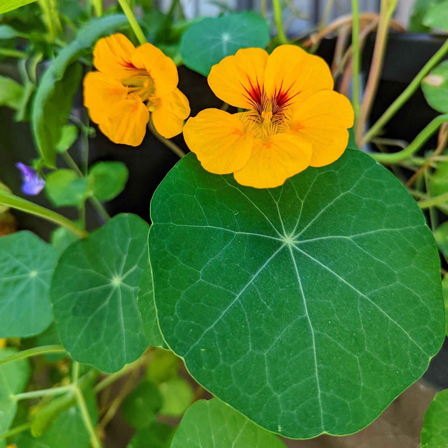 Semillas de Capuchina