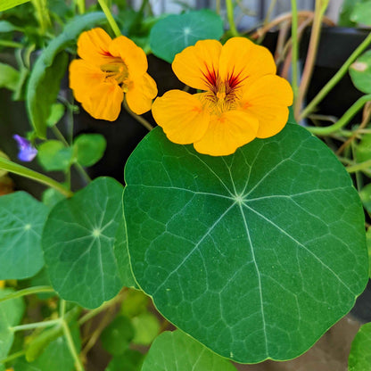Semillas de Capuchina