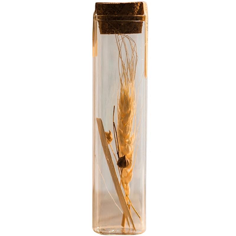 Natural dried flower in glass tube set of 5 golden beige tones RusticReach on Tampa Home & Garden Store