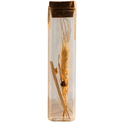 Natural dried flower in glass tube set of 5 golden beige tones RusticReach on Tampa Home & Garden Store