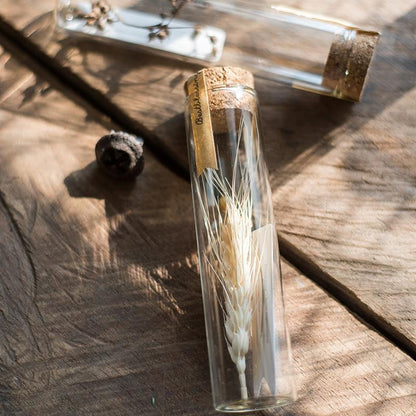 Natural dried flower in glass tube set of 5 beige stems RusticReach on Tampa Home & Garden Store