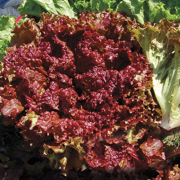 Red Fire Lettuce seeds by Seedtime Store red leaves forming multiple heads on Tampa Home & Garden Store