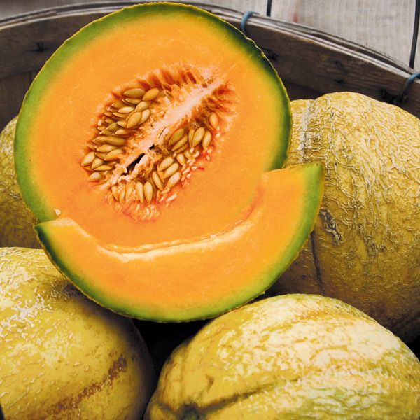 PMR Delicious 51 Melon seeds: orange-flesh melon with seed cavity and green rind, melons on Tampa Home & Garden Store