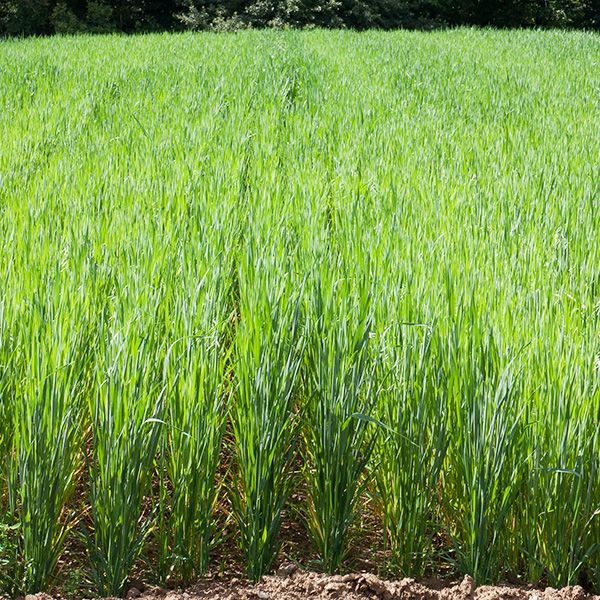 Oats cover crop seeds in a lush green field of young oats Seedtime Store on Tampa Home & Garden Store