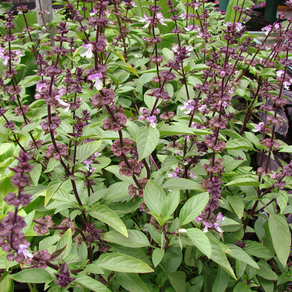 Thai Basil seeds with purple stems and green leaves, purple flowers Seedtime Store on Tampa Home & Garden Store