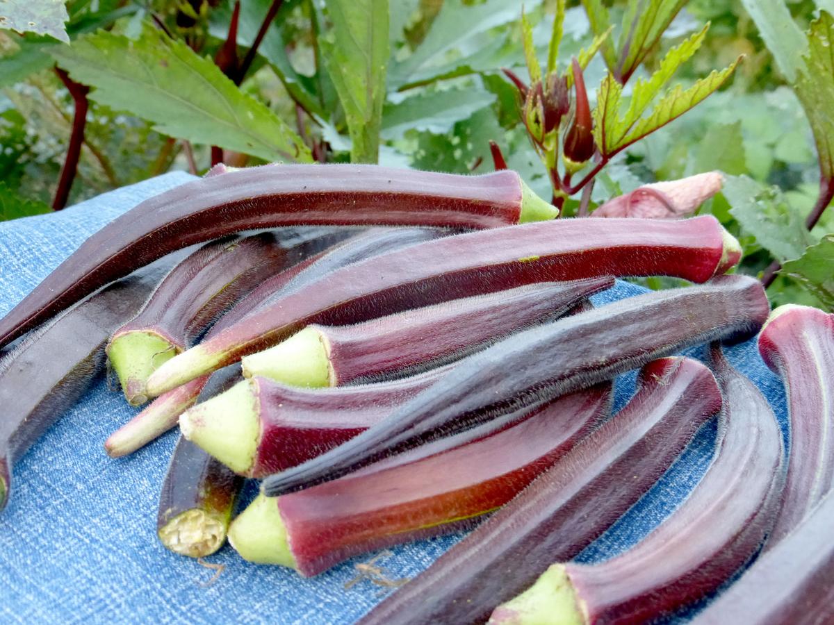 Okra seeds Burgundy variety pods; multiple purple pods with green ends on blue denim on Tampa Home & Garden Store