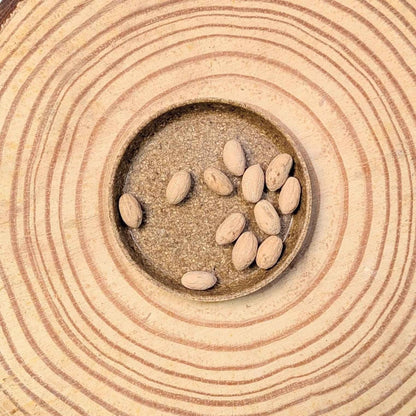 Olea Europaea 'Olive Tree' Seeds