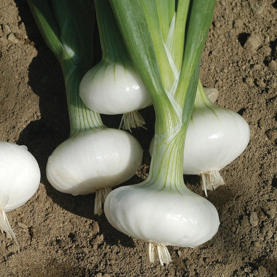 Bianca Di Maggio onion bulbs with green stems on bare soil on Tampa Home & Garden Store