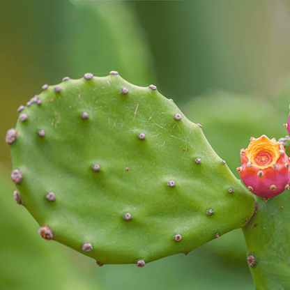 Opuntia Mix "Prickly Pear" Seeds