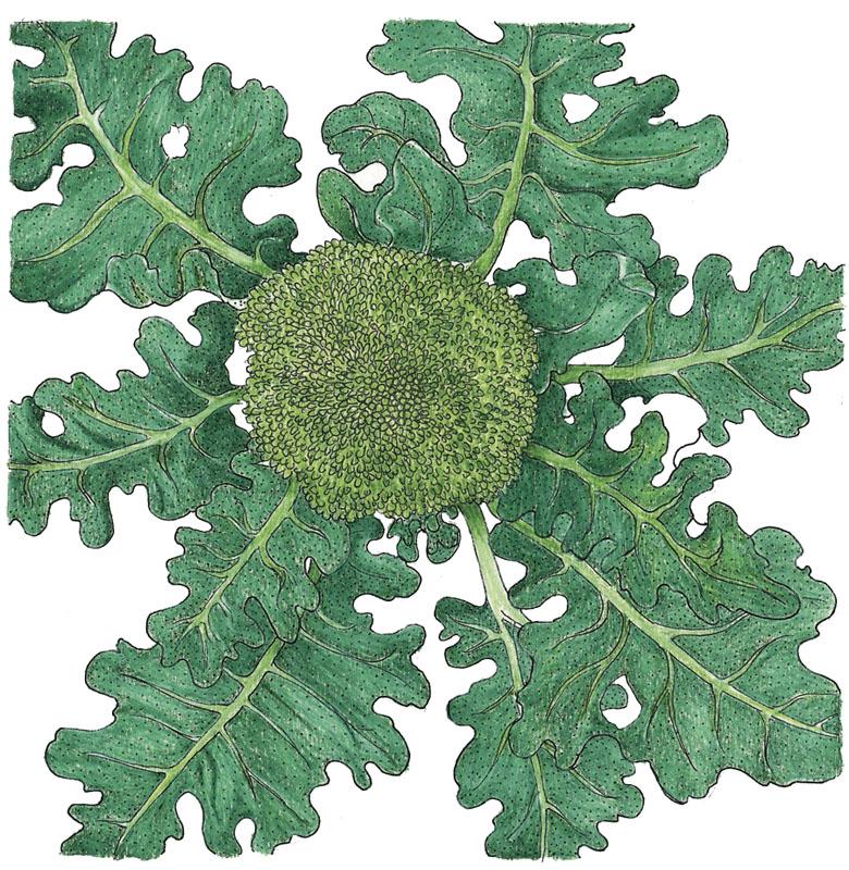 Brocoli biologique, Di Cicco (1/4 lb)