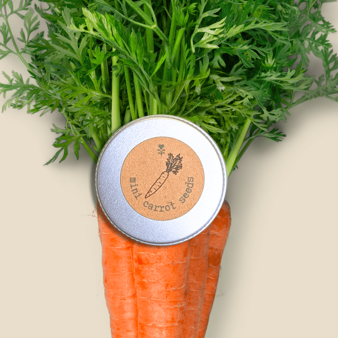 Graines de carottes biologiques « Little Fingers »