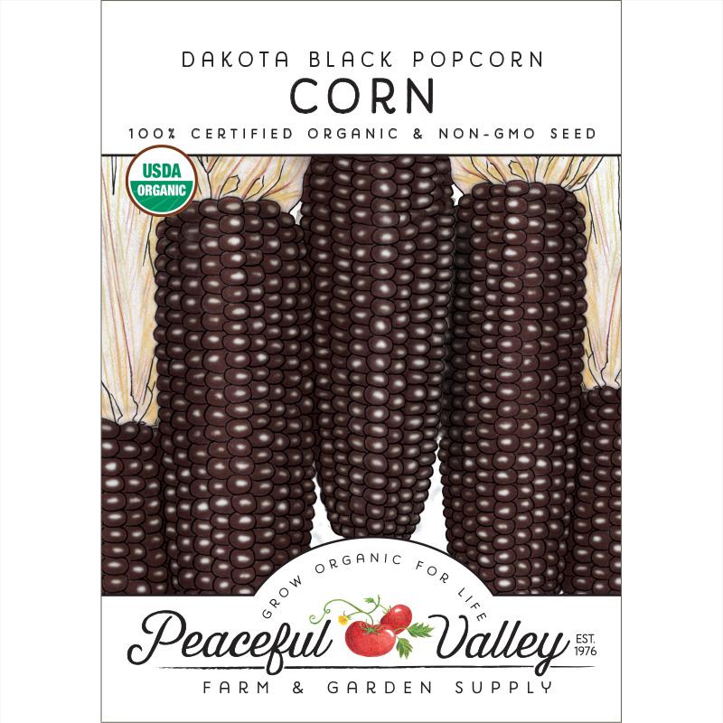 Semillas de maíz Dakota Black Popcorn (orgánico)