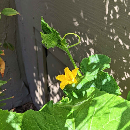 Organic Cucumber Seeds
