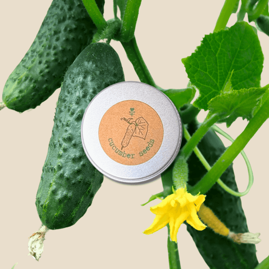 Semillas de pepino orgánicas