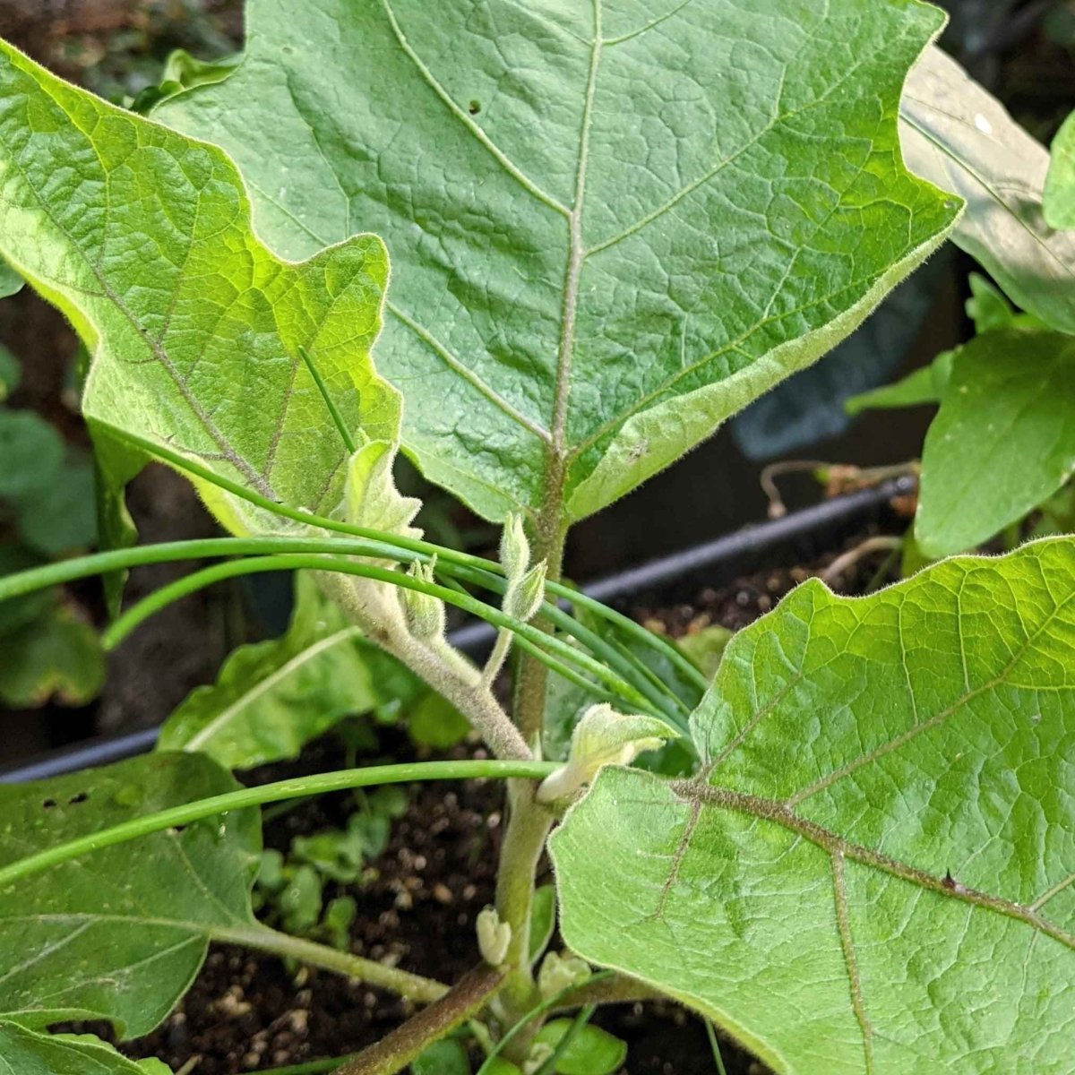 Organic Eggplant Seeds