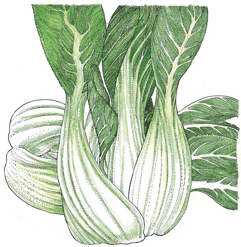 Légumes verts biologiques, Pak Choi (1/4 lb)