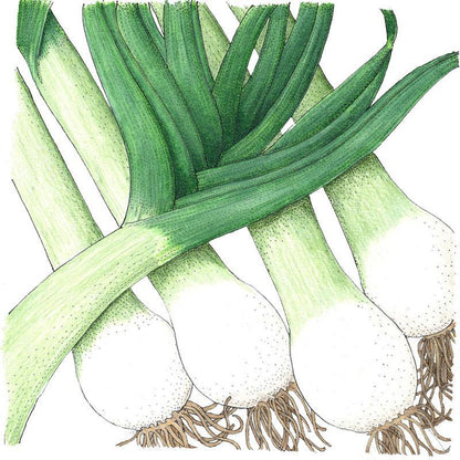 Varna leek seeds vegetable seeds, five green-leaved leeks with white bulbs on Tampa Home & Garden Store