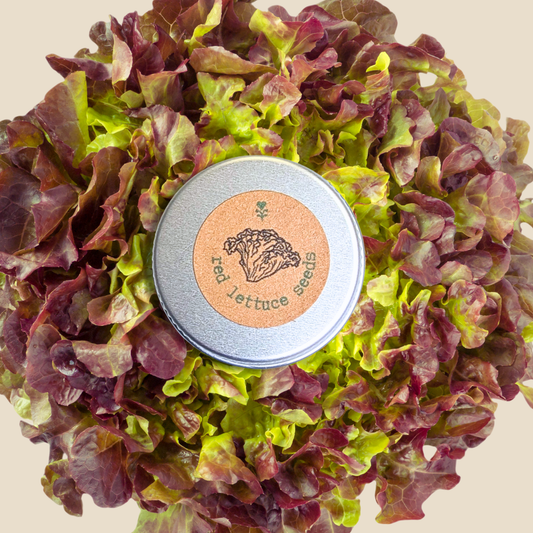 Semillas de lechuga Lollo Rosso orgánica