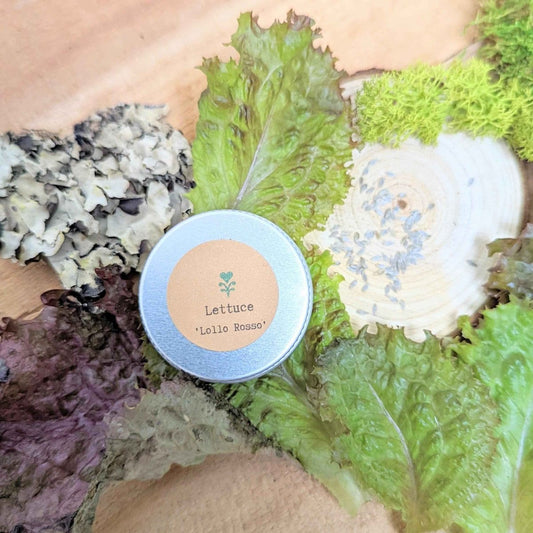 Semillas de lechuga Lollo Rosso orgánica