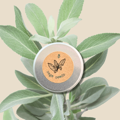 Organic Sage Seeds