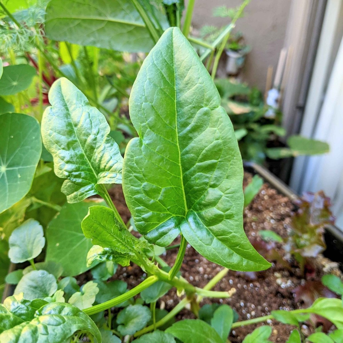 Organic Spinach Seeds