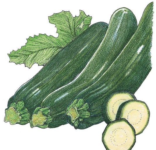 Courge biologique, courgette verte foncée d'été (1/4 lb)