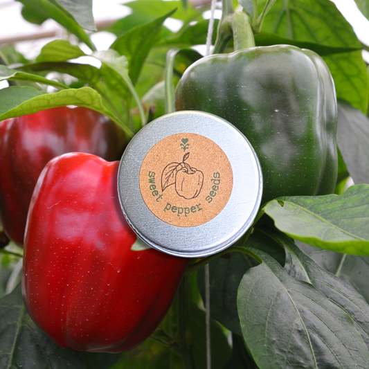 Semillas ecológicas de pimiento dulce