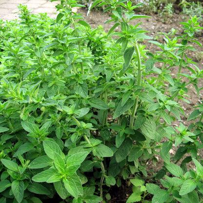 Italian oregano seeds plant from Seedtime Store with dense green leaves and sturdy stems on Tampa Home & Garden Store