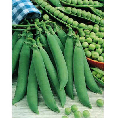 Progress #9 Pea seeds, vibrant green pea pods and peas, Seedtime Store on Tampa Home & Garden Store