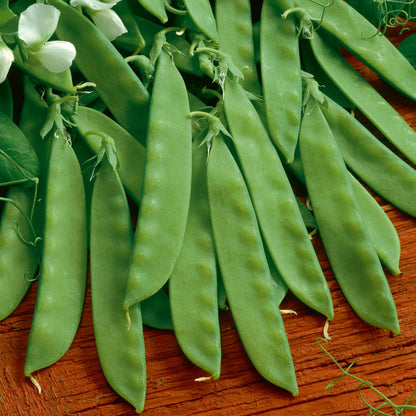 Sugar Daddy Pea seeds, flat bright green pods with tendrils, Seedtime Store on Tampa Home & Garden Store