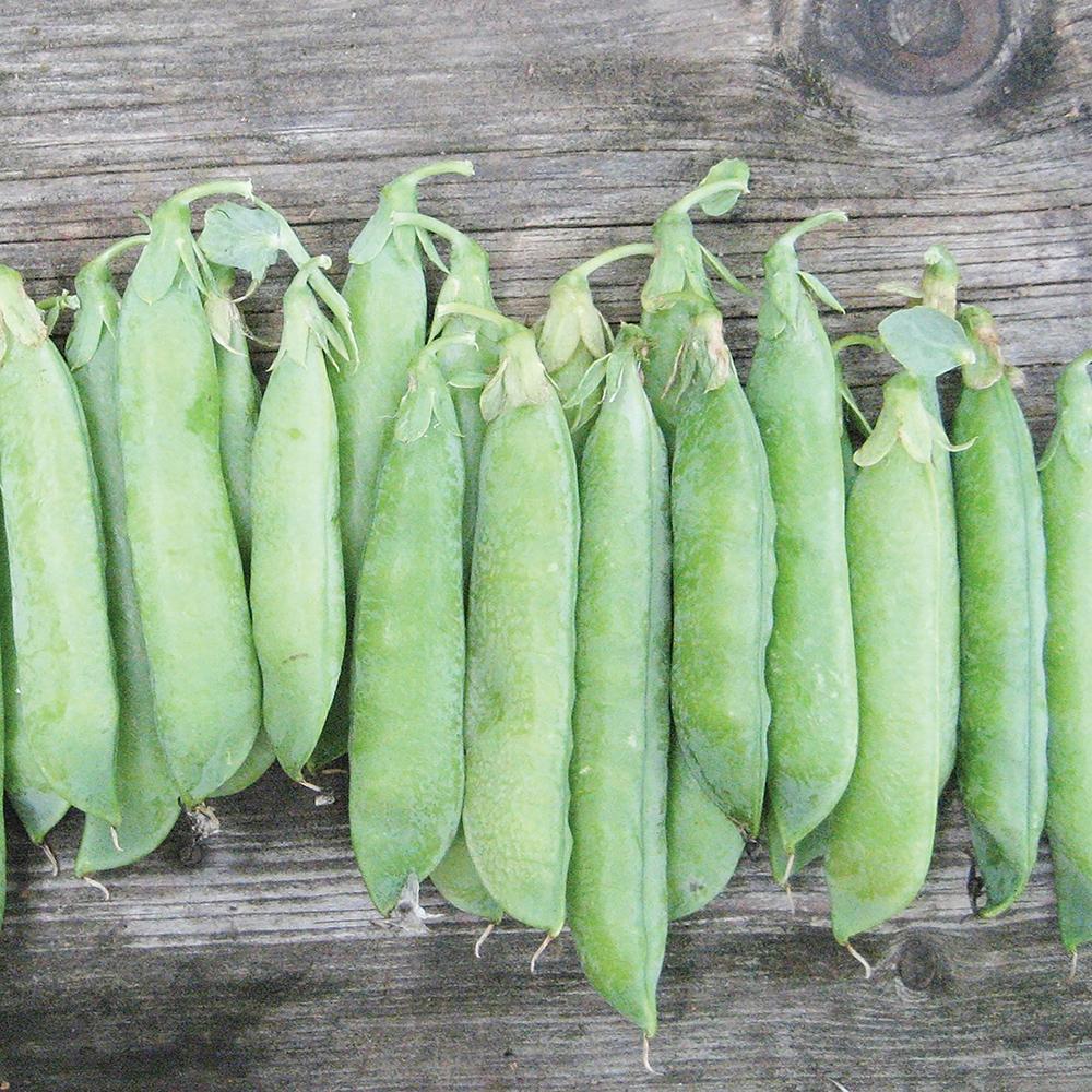 Tall Telephone pea pods from Seedtime Store, bright green on weathered wood on Tampa Home & Garden Store